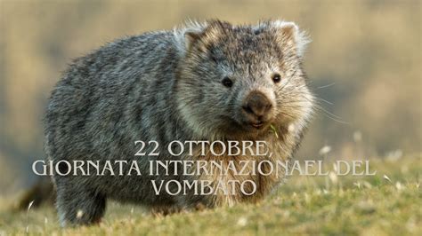 22 Ottobre Giornata Del Vombato YouTube