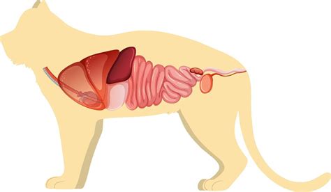 Cat anatomy with internal organ structure 2701999 Vector Art at Vecteezy