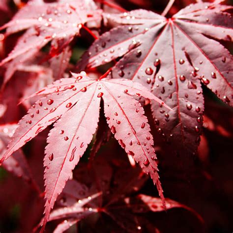 Semillas de Arce japonés rojo ACER PALMATUM ATROPURPUREUM T O G