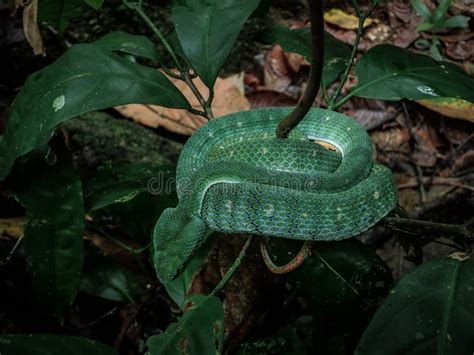 Green Pit Viper in Asian Tropical Rainforest Stock Image - Image of ...