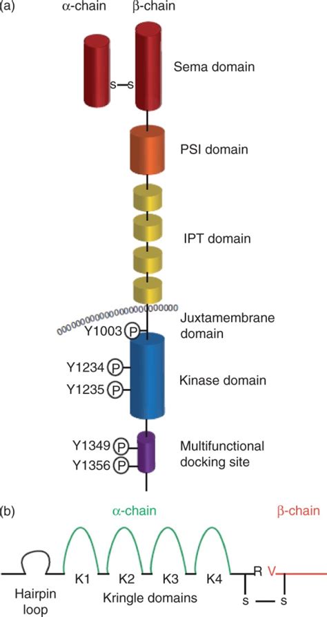 An Overview Of The C Met Signaling Pathway Abstract Europe Pmc