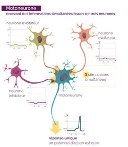 DIDIER Le fonctionnement du système nerveux Cartes Quizlet