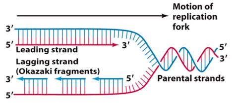 Nucleic Acids Dna Replication Flashcards Quizlet