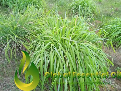 Citronella Oil Distillation Process : Magic Oil From Grass