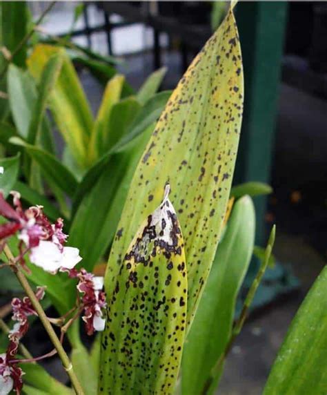 Black Spots On Orchid Leaves Major Causes And Solutions