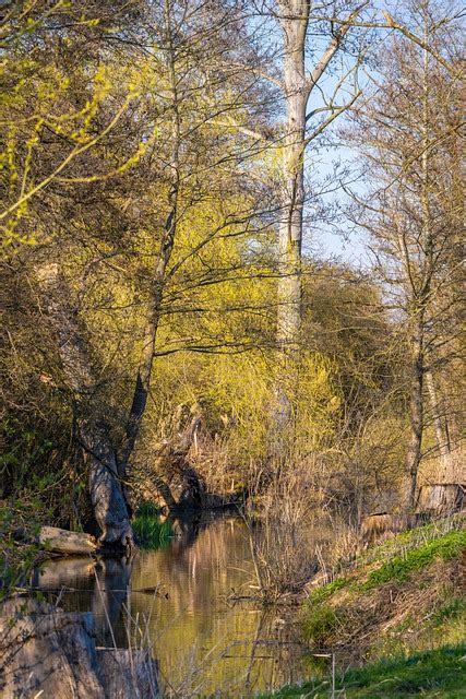 Agua Arroyo Flujo Foto Gratis En Pixabay Pixabay