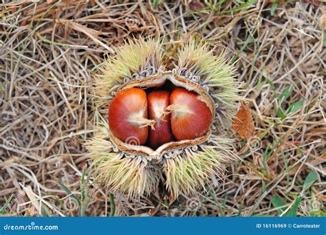 Chestnuts In The Shell Stock Image Image Of Open Hypocaust 16116969