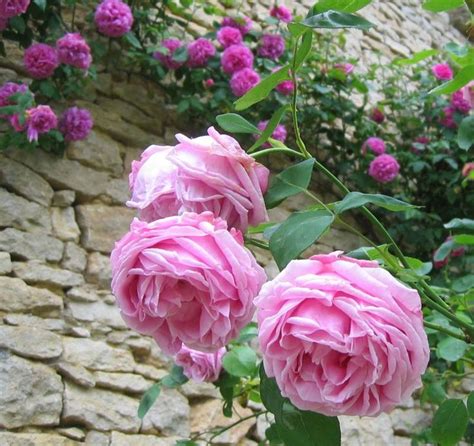 Rose Ancienne Mme Caroline Testout Photo De ROSES ANCIENNES