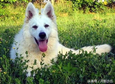 白色德国牧羊犬（白色瑞士牧羊犬）的起源 每日头条