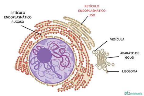 Ret Culo Endoplasm Tico Liso Qu Es Funci N Estructura Y Diferencia