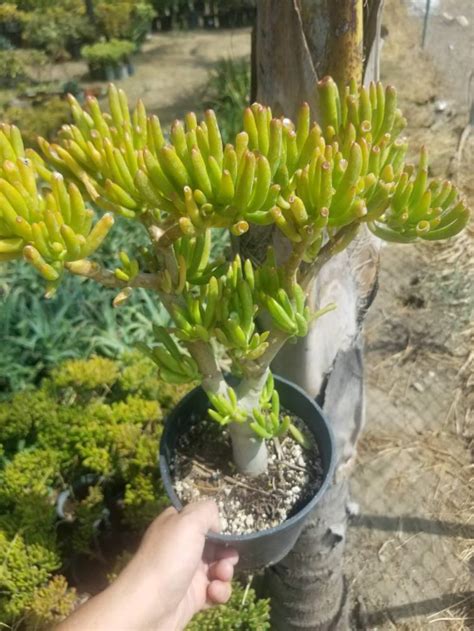 Crassula Ovata Gollum Tree 1 Gal Pot Etsy