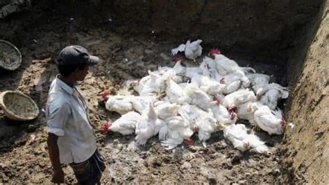 India bird flu outbreak: Thousands of poultry to be culled over avian ...