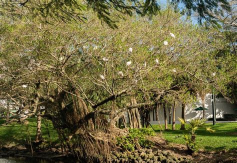 The American White Ibis is a Species of Bird in the Ibis Family ...