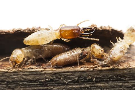 Are Termites Harmful To Humans Termitebullies