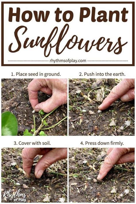 How To Grow Sunflower From Seeds Back Gardener