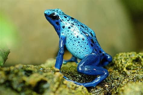 7000 Free Pepe The Frog And Frog Images Pixabay