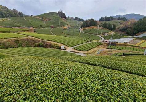 Kebun Teh Hijau di Wazuka, Jepang - Wisata Diary