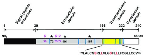 Structure Of Human Igfbp R Tmem The Residue Mature Igfbp R