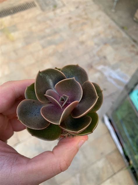 Echeveria Spp Magic Pearl Vaso 5