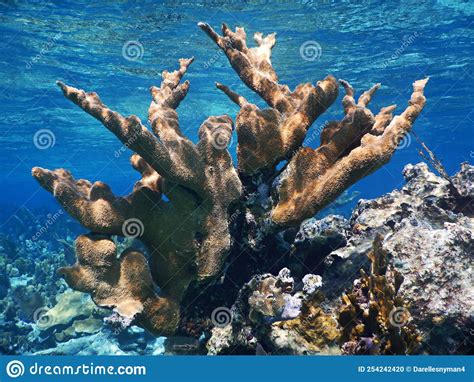 Elkhorn Coral Acropora Palmata In Shallows Stock Photo Image Of