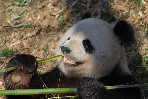 Panda Bear Showing Teeth Stock Photos - Free & Royalty-Free Stock ...