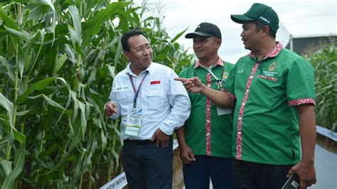 Benih Jagung Bioteknologi Dengan Keunggulan Ganda Dongkrak Penghasilan