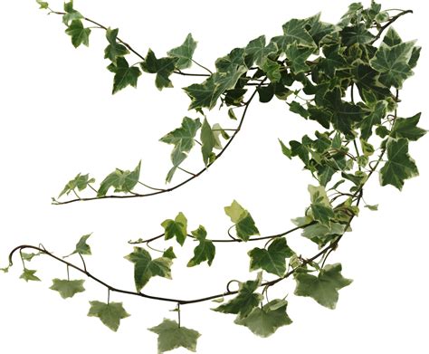 Ivy Png Ivy Transparent Background Freeiconspng