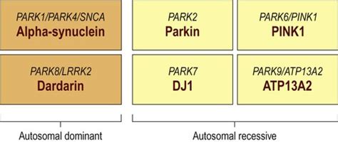 Parkinsons Disease Neupsy Key