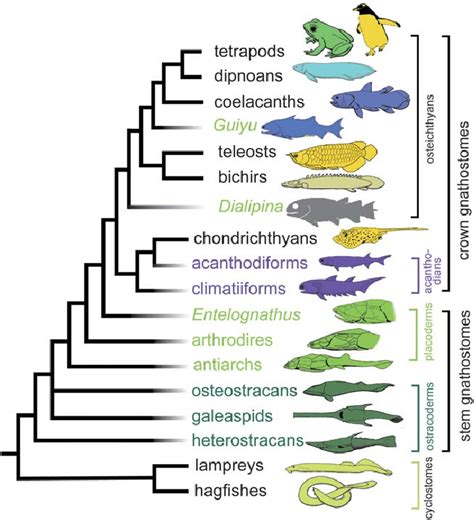 Simplified Phylogeny Of Vertebrates Modified From Zhu