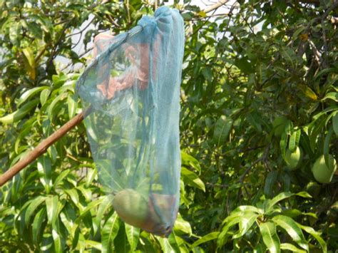 Organic Mangoes Mango Harvesting Method