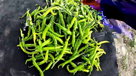 Siling Haba Green Pepper First Harvest Pagpatubig Sa Tanim