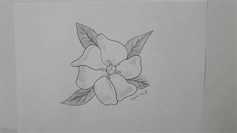 How To Draw A Gardenia