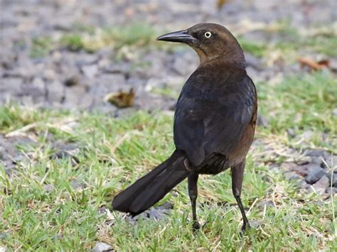 Great Tailed Grackle Celebrate Urban Birds