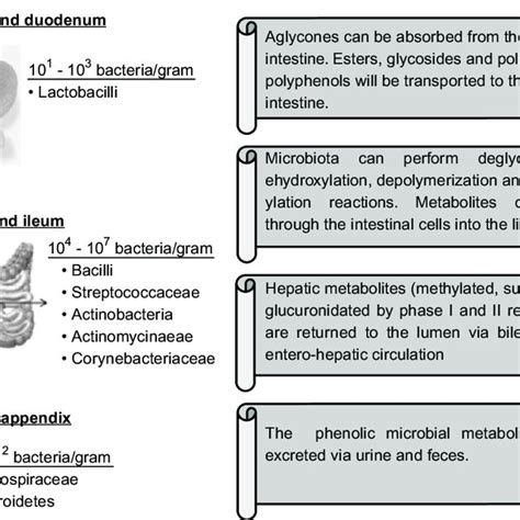 3 Microbial Metabolism Download Scientific Diagram