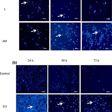 Flow Cytometer Analysis Of Caco A And Hepg B Cells Treated With