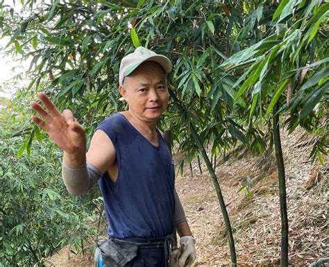 新店筍農綠竹筍評鑑獲佳績 「翡翠筍」稱霸全國 生活 自由時報電子報