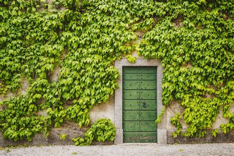 Zone 9 Evergreen Vines - Growing Vines That Are Evergreen In Zone 9 ...