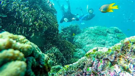 AMAZING SNORKLING IN BATU ANGUS BITUNG NORTH SULAWESI INDONESIA