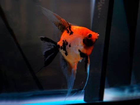 Red Devil Angelfish – Diapteron Shop