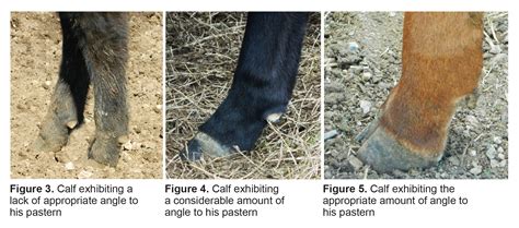 Fetlock Joint In Cattle Purchase Discounted | www.bharatagritech.com