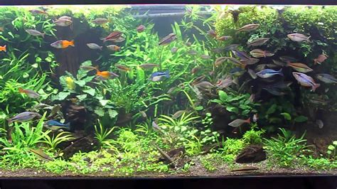 Rainbowfish Planted Aquarium April 12 Youtube