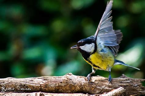 Mésange charbonnière Benoit Danieau Photographies