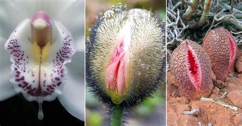 Surprising Flowers That Look Like Vaginas Vaginal Flowers Indoor