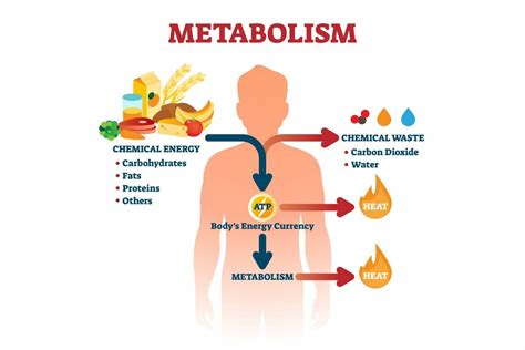 Metabolismo