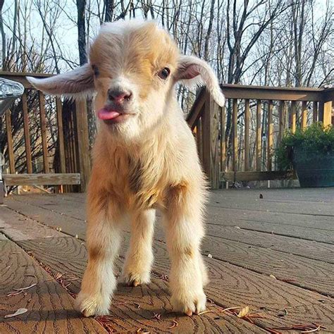 4 Days Old Baby Goat P Aww