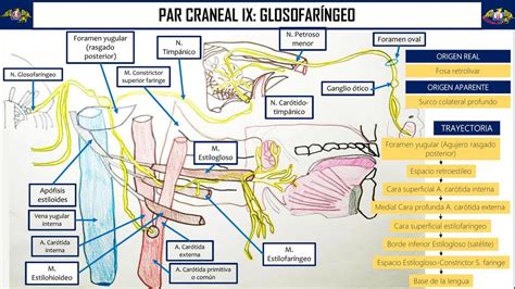 Potencial Resistirse Base Ramas Del Nervio Glosofaringeo Socialista Sip