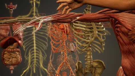 Animated 3D human anatomy illustration 5965750 Stock Video at Vecteezy