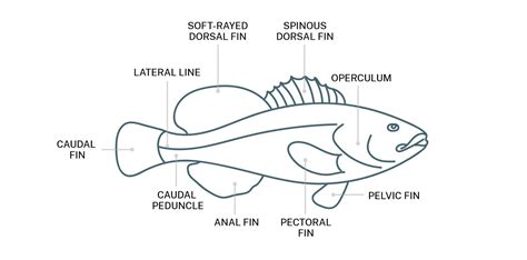 Identifying Fish