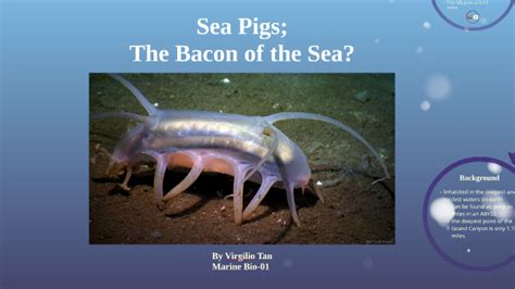 Sea Pigs by Virgilio Tan on Prezi