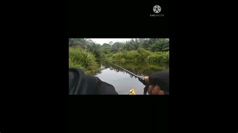 Mencoba Kembali Mancing Gabus Sambaran Di Depan Mata Shorts YouTube